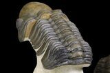 Crotalocephalina, Reedops & Leonaspis Trilobites - Atchana, Morocco #139518-10
